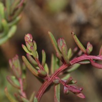 Suaeda maritima (L.) Dumort.